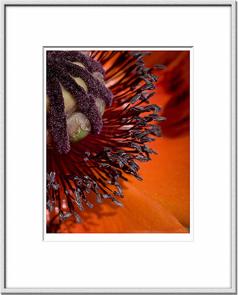 Image ID: 100-230-0 : Poppy 